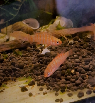 Scharlachroter Zwergblaubarsch, dario dario (scarlet), nur Weibchen